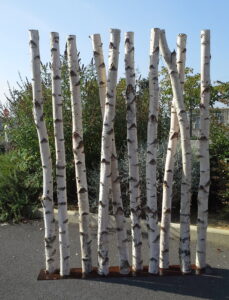 Que faire avec des troncs de bouleau ?