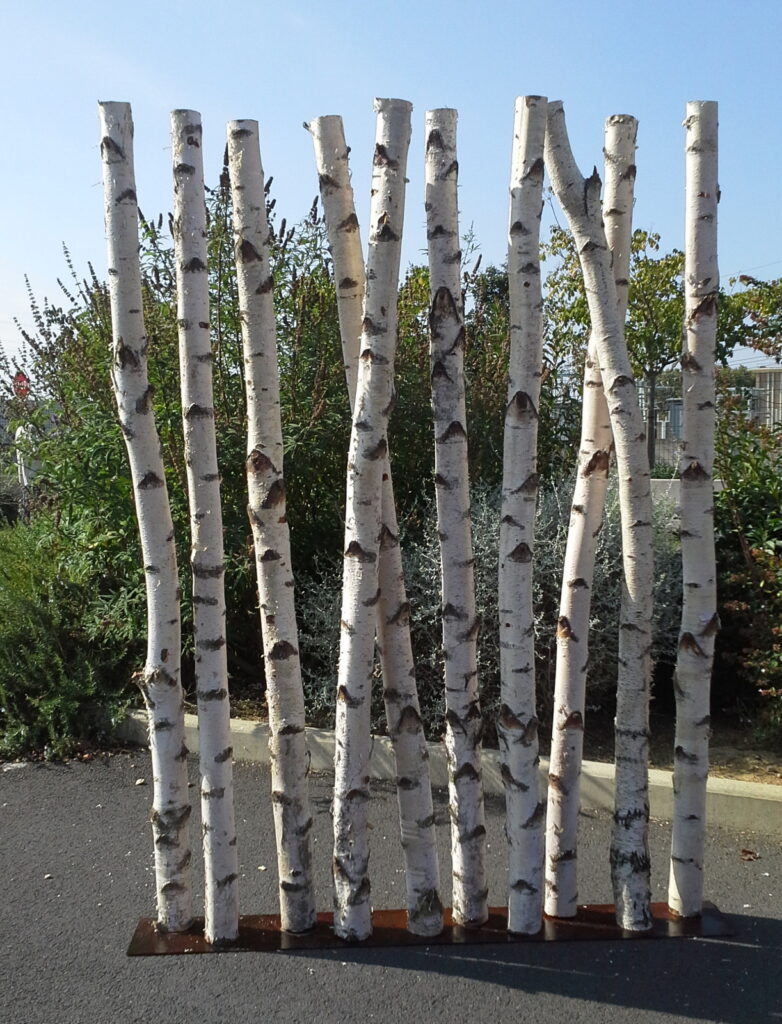 Que faire avec des troncs de bouleau ?