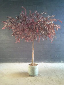 Arbre en eucalyptus populus rouge pour un restaurant à ST Tropez