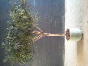 Un arbre en eucalyptus niccoly vert pour un restaurant