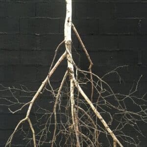 Lustre arbre bouleau