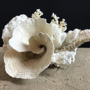 Composition de coraux