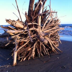 Souches de bois flotté