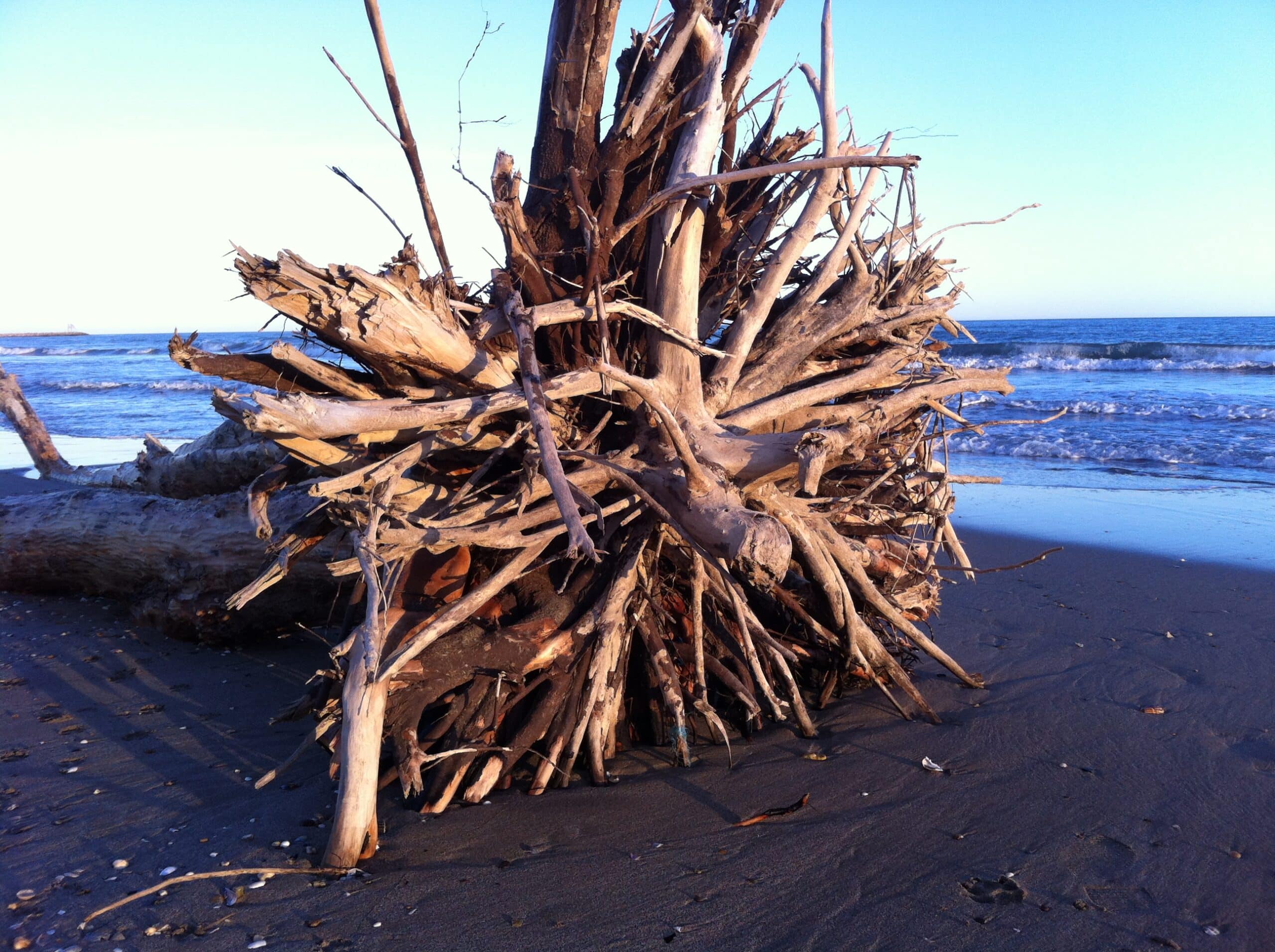 Vente de Souches de bois flotté