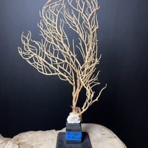 Création d'une gorgone