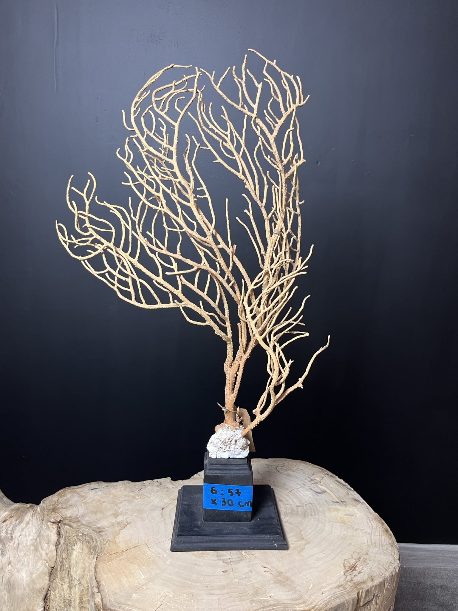 Création d'une gorgone