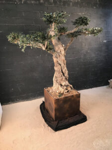 Réalisation d’un olivier stabilisé en taille « Niwaki »