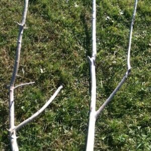 Vente de branches fourchues de bois flotté