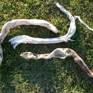 Vente de racines de bois flotté