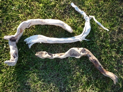 Vente de racines de bois flotté