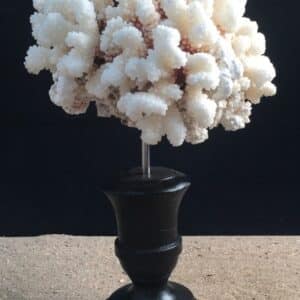 Corail patte de chat 25cm monté sur socle