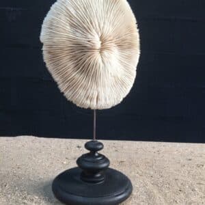 Corail à lamelles rond sur socle