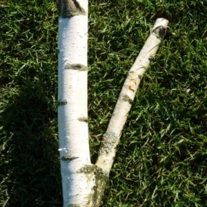 Vente de branches de bouleaux fourchues