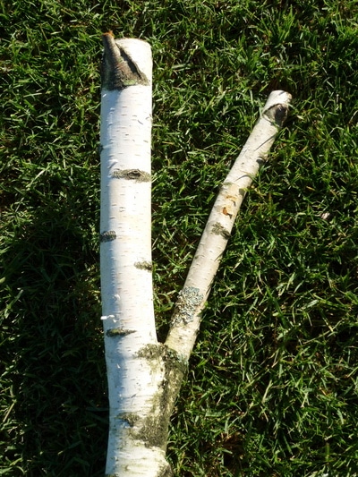 Vente de branches de bouleaux fourchues