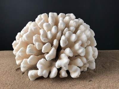 Corail patte de chat – Image 3