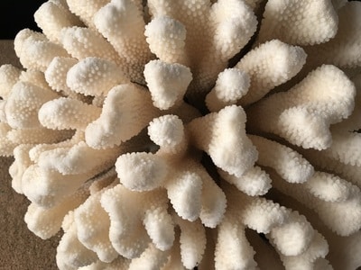 Corail patte de chat – Image 2