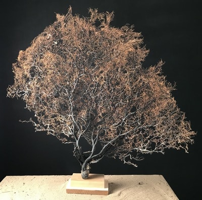 Création d'une gorgone – Image 3