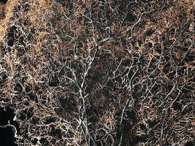 Création d'une gorgone – Image 2