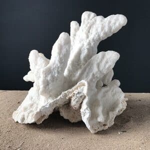 Corail corne de cerf