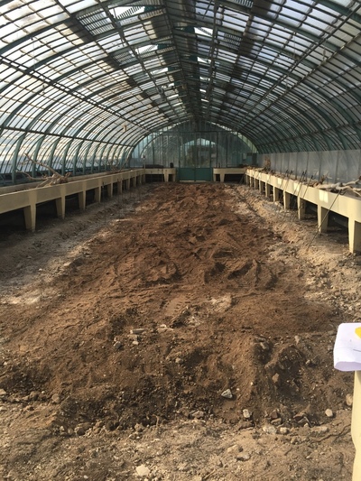 Arbres en bois flotté dans les serres d'Auteuil à Paris