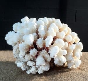 Corail patte de chat