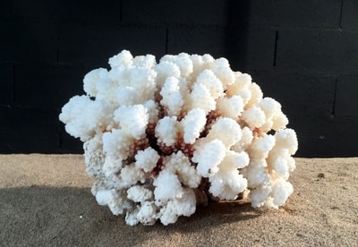 Corail patte de chat