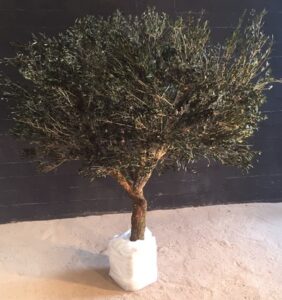 Réalisation d’un Olivier stabilisé de 3m de hauteur