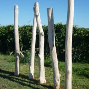 Vente de troncs de bois flotté montés sur socle