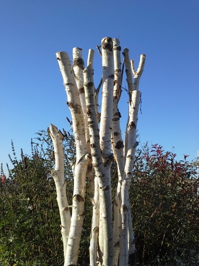 Sculpture en troncs de bouleau – Image 3