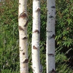 Colonne troncs de bouleau