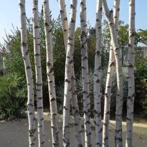 Création d'un paravent en troncs de bouleaux