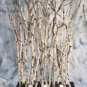 Création d'un paravent éclairé avec des branches de bouleaux